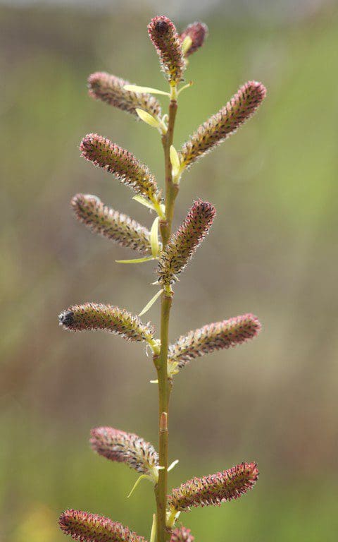 Salix purpurea 'Howki' 