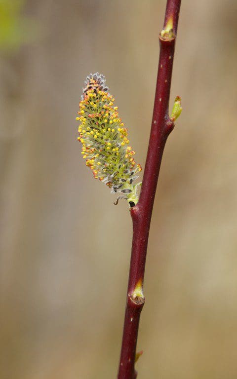 Salix daphnoides 'Aglaia'