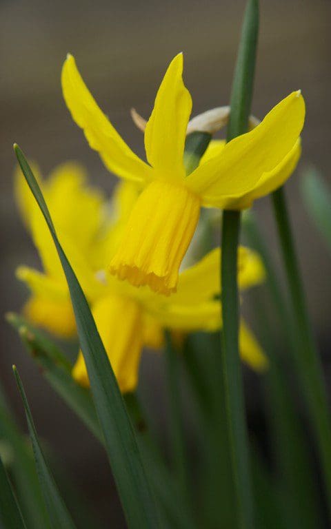 N. 'Little Witch'