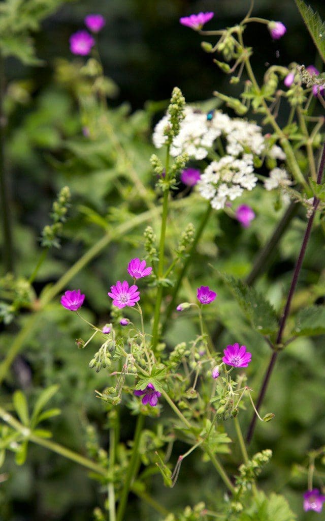 Geranium pyrenaicum - www.digdelve.com 