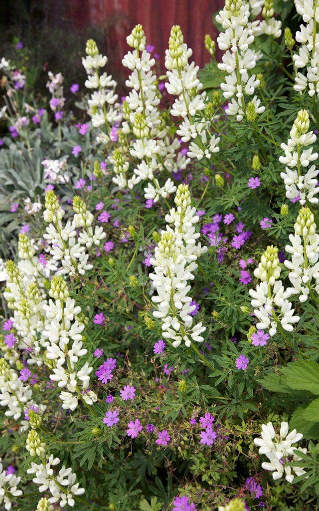 Lupinus arboreus & Geranium pyrenaicum 'Bill Wallis'