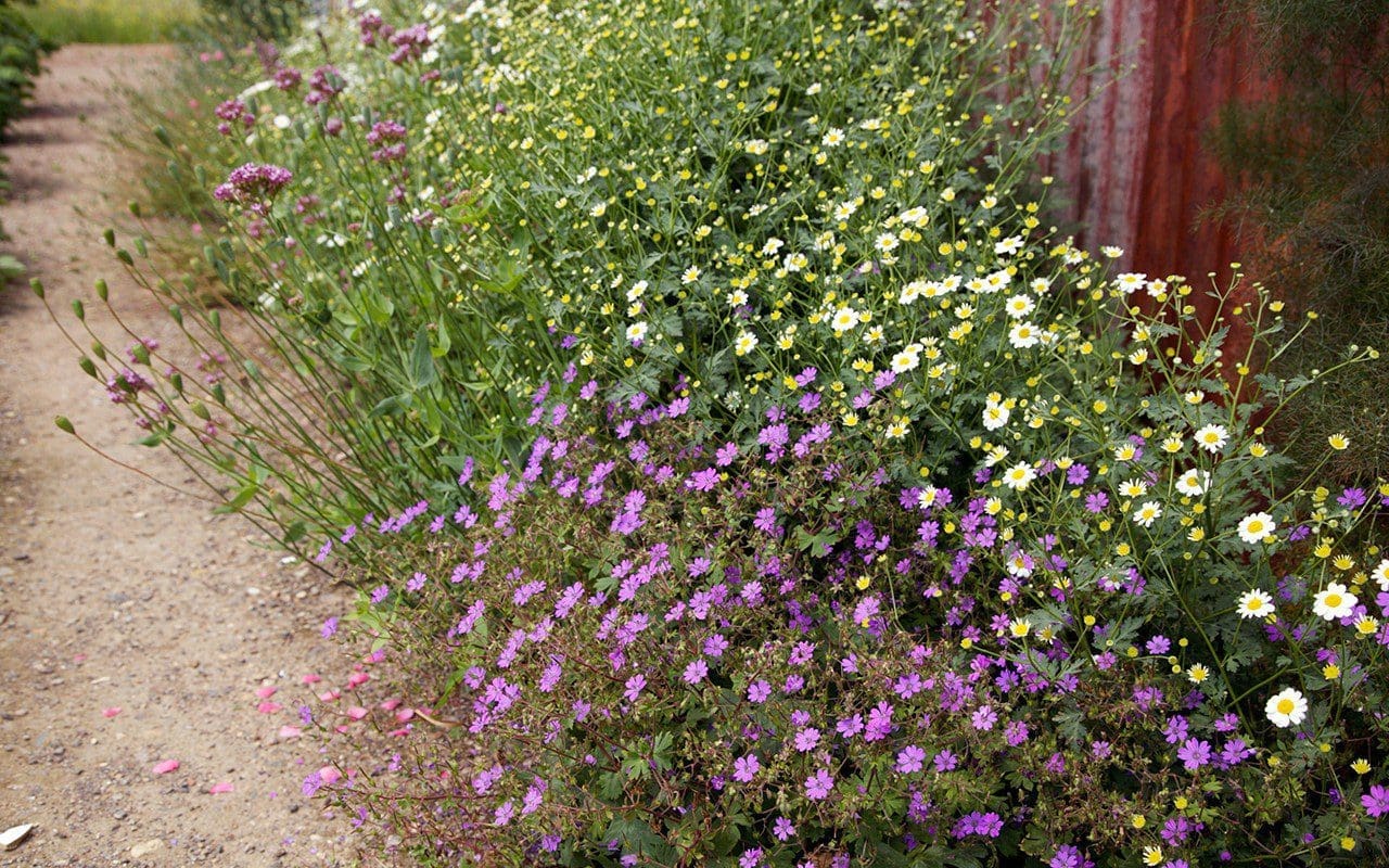 Geranium pyrenaicum 'Bill Wallis' & Tanacetum niveum