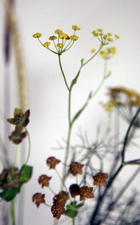 Bupleurum falcatum