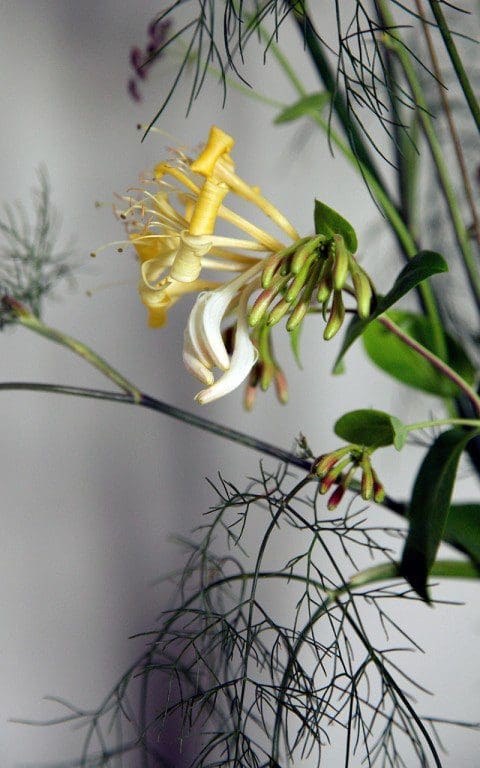 Lonicera periclymenum 'Graham Thomas'