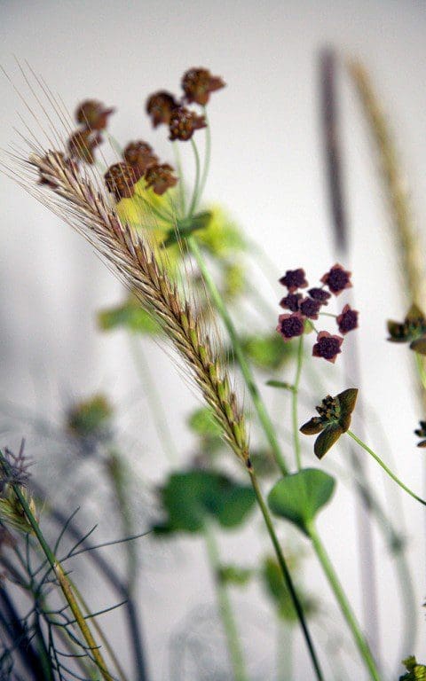 Hordeum bulbosum