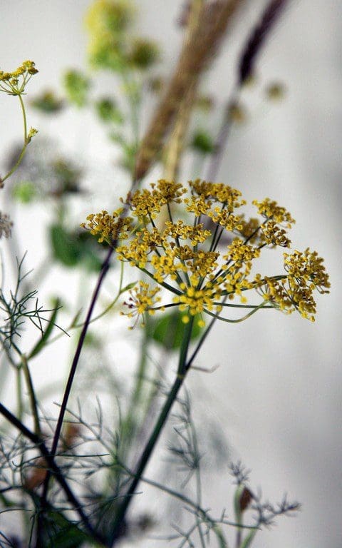 Foeniculum vulgare 'Purpureum'