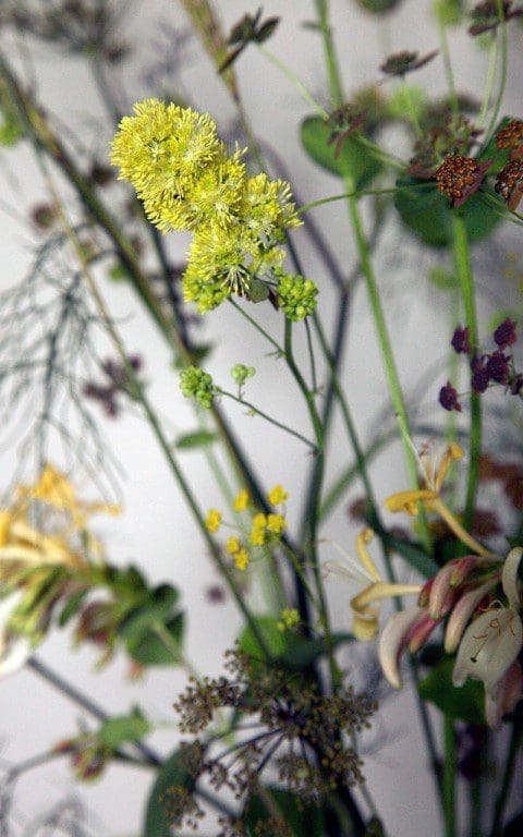 Thalictrum flavum ssp. glaucum