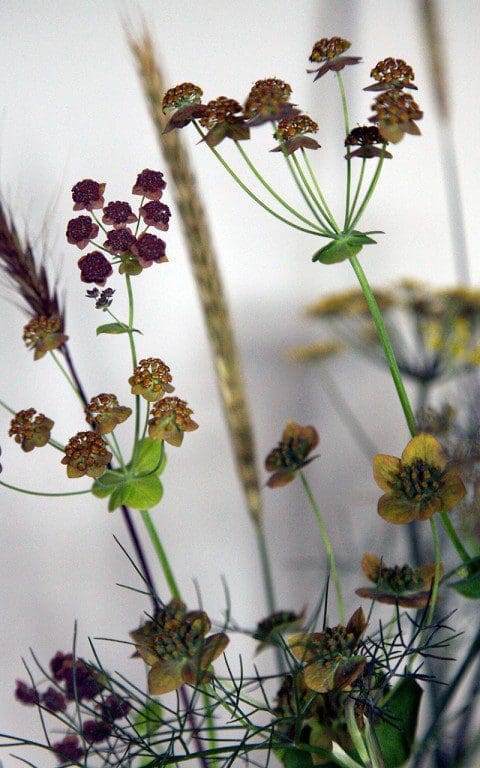 Bupleurum longifolium 'Bronze Beauty'