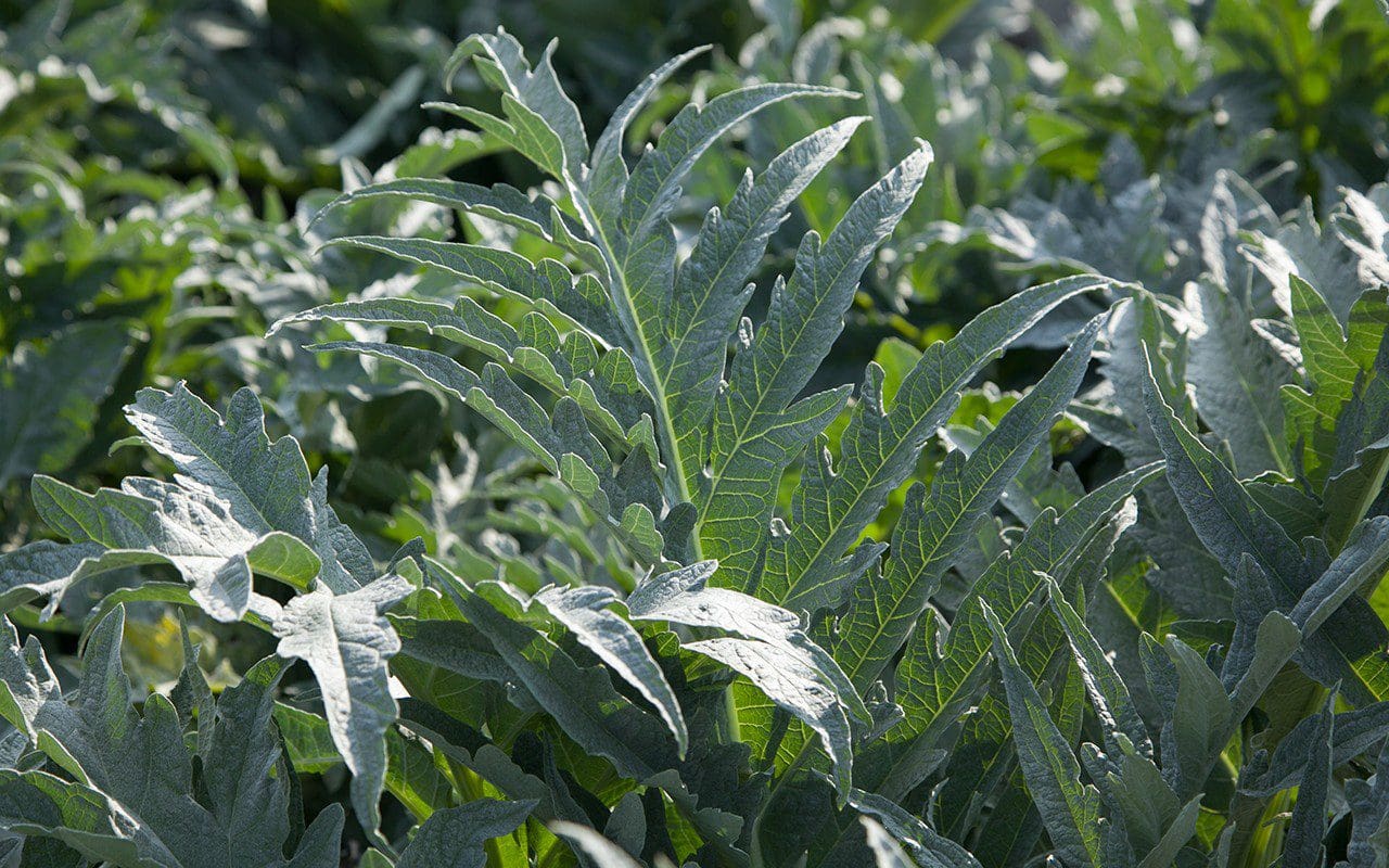 Artichoke foliage