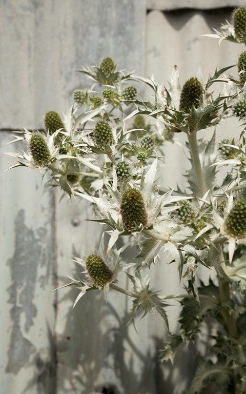 Eryngium giganteum 'Miss Willmott's Ghost'