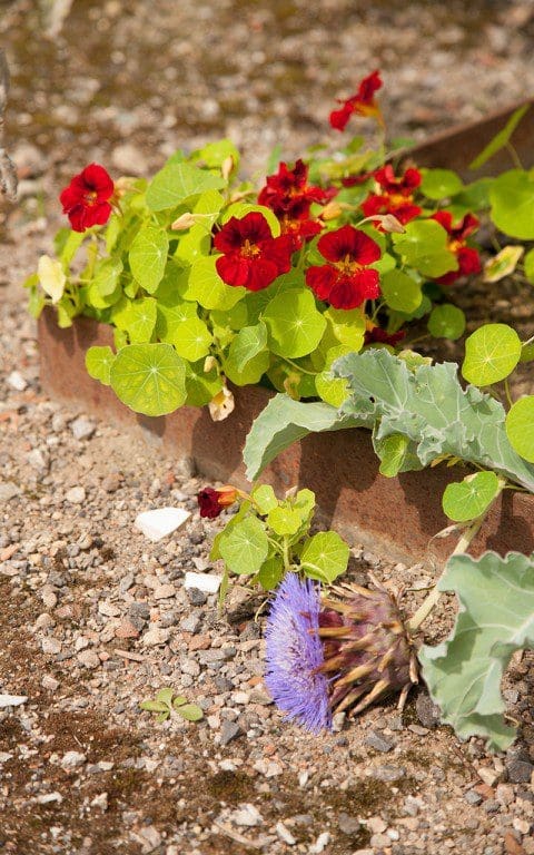 Nasturtium 'Mahogany' and Cynara cardunculus