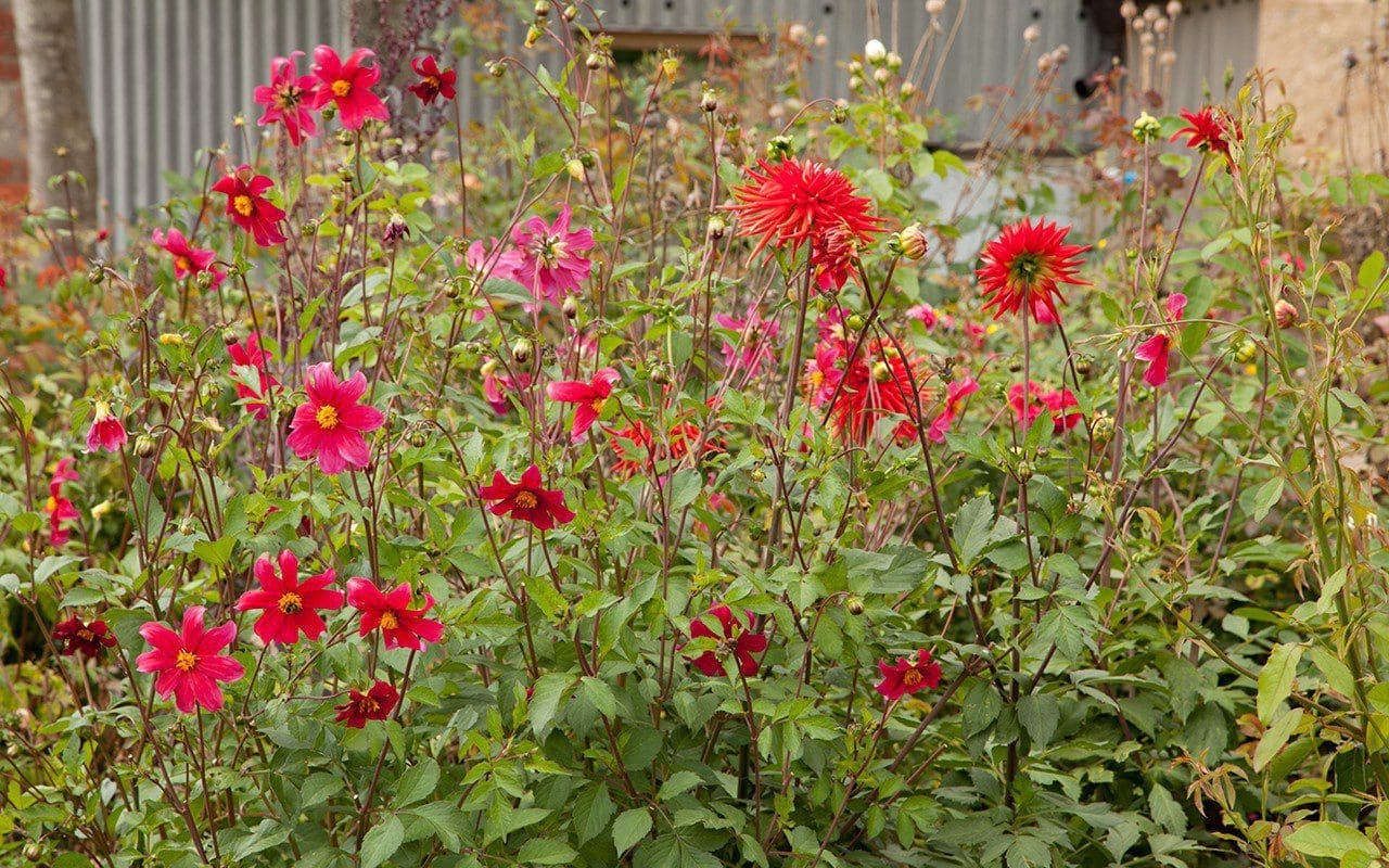 Unidentified red cactus dahlia and Dahlia coccinea 'Dixter Strain'