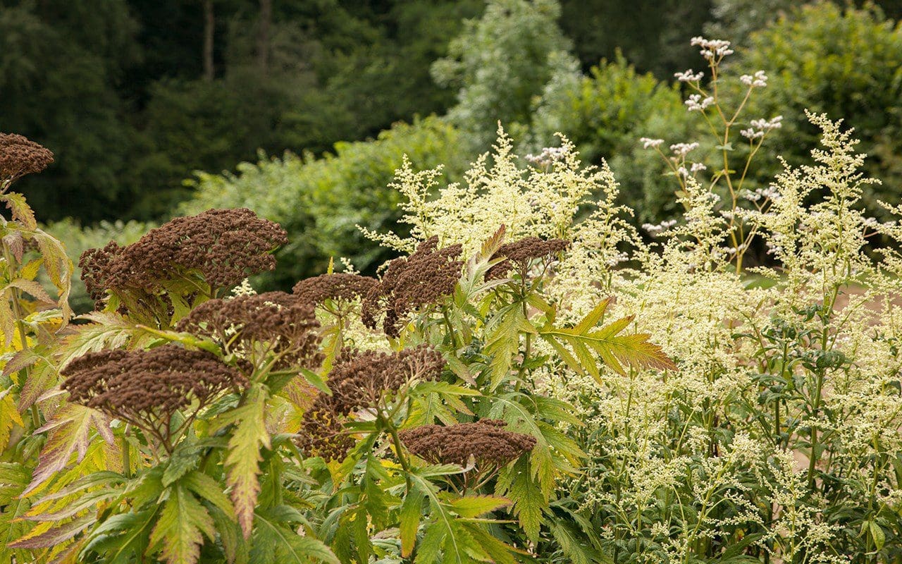 Achillea grandiflora and Artemisia 'Elfenbein'