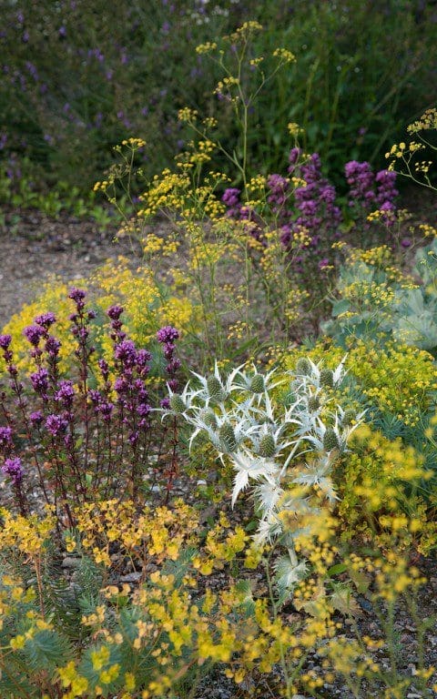 Gravel planting at Hillside. Designer: Dan Pearson