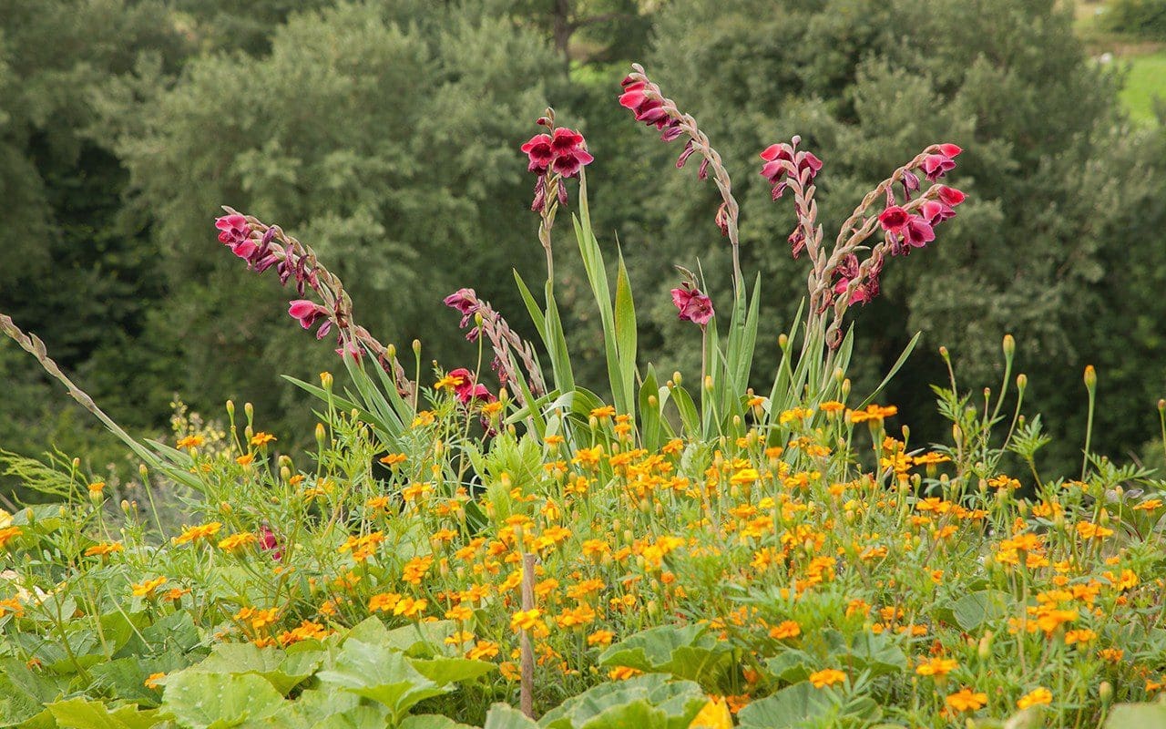 Gladiolus papilio 'Ruby' and Tagetes patula