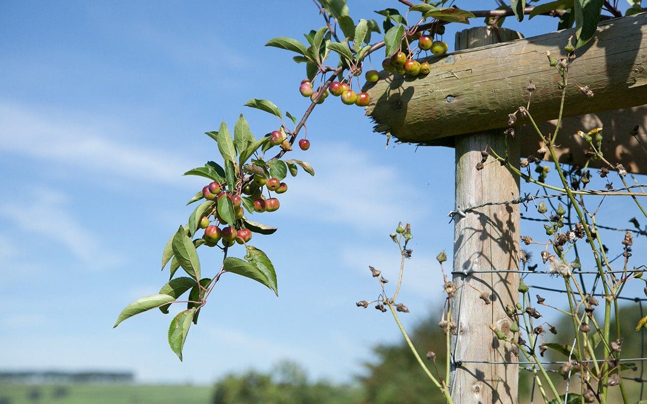 Malus hupehensis