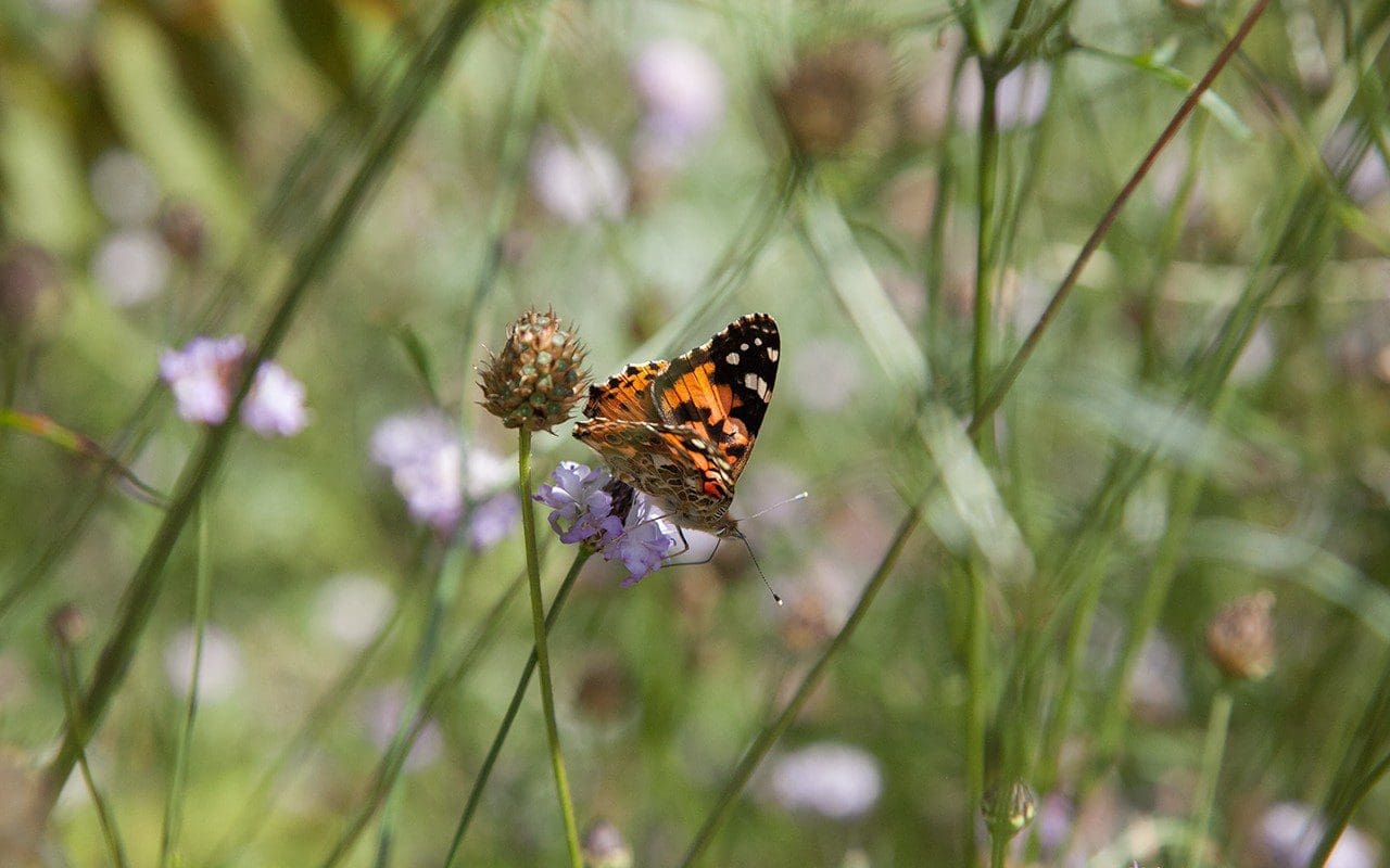 Cephalaria transylvanica