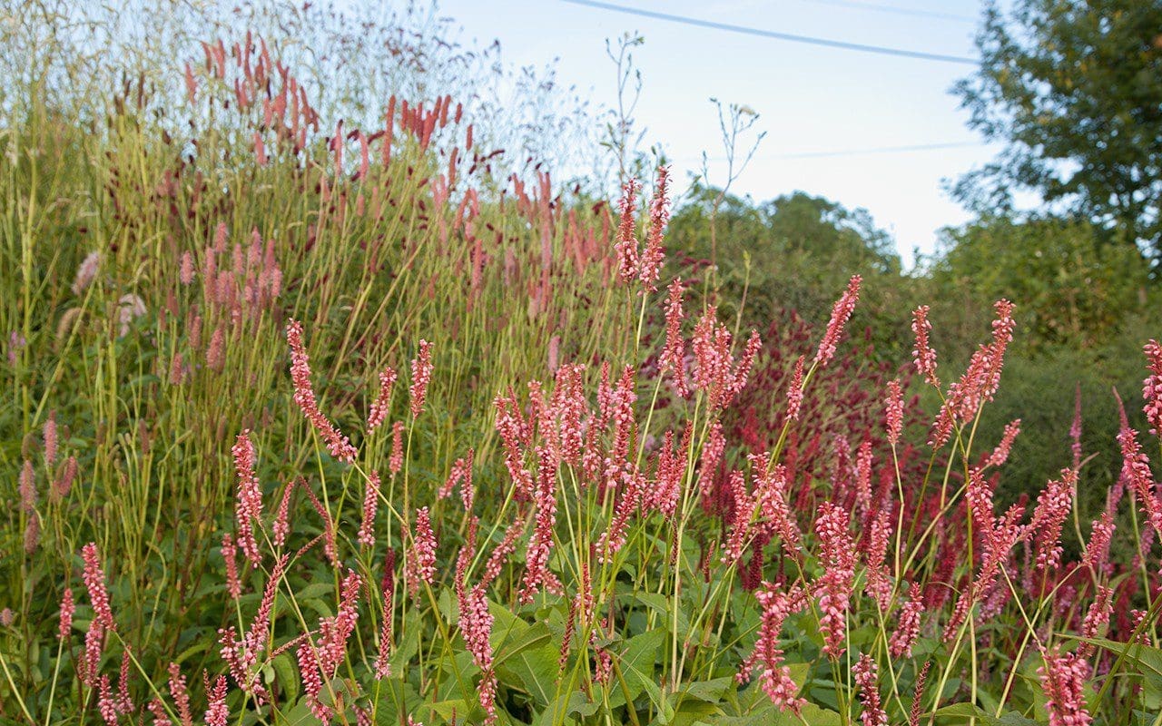 Sanguisorba trial