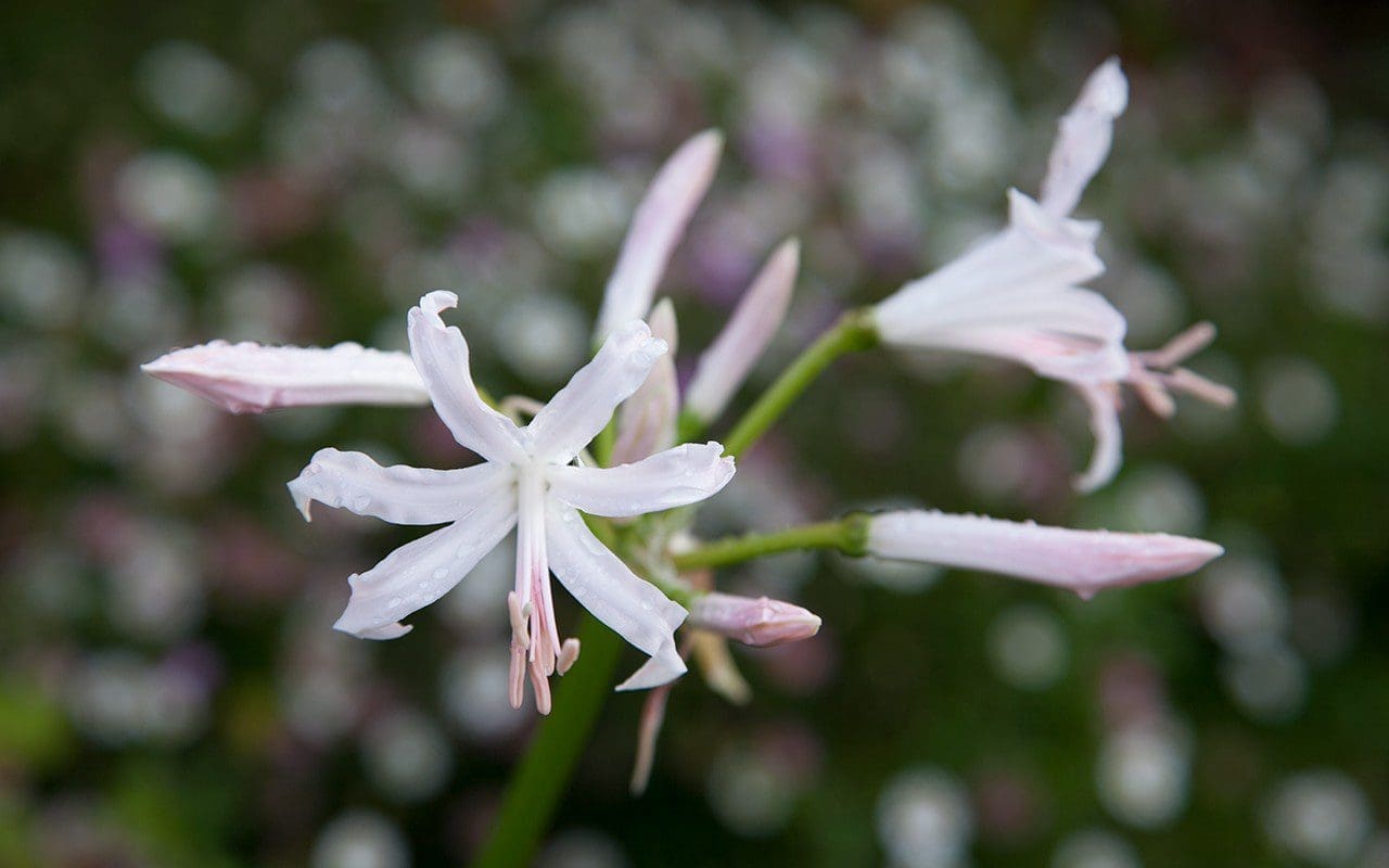 Nerine bowdenii 'Ostara'