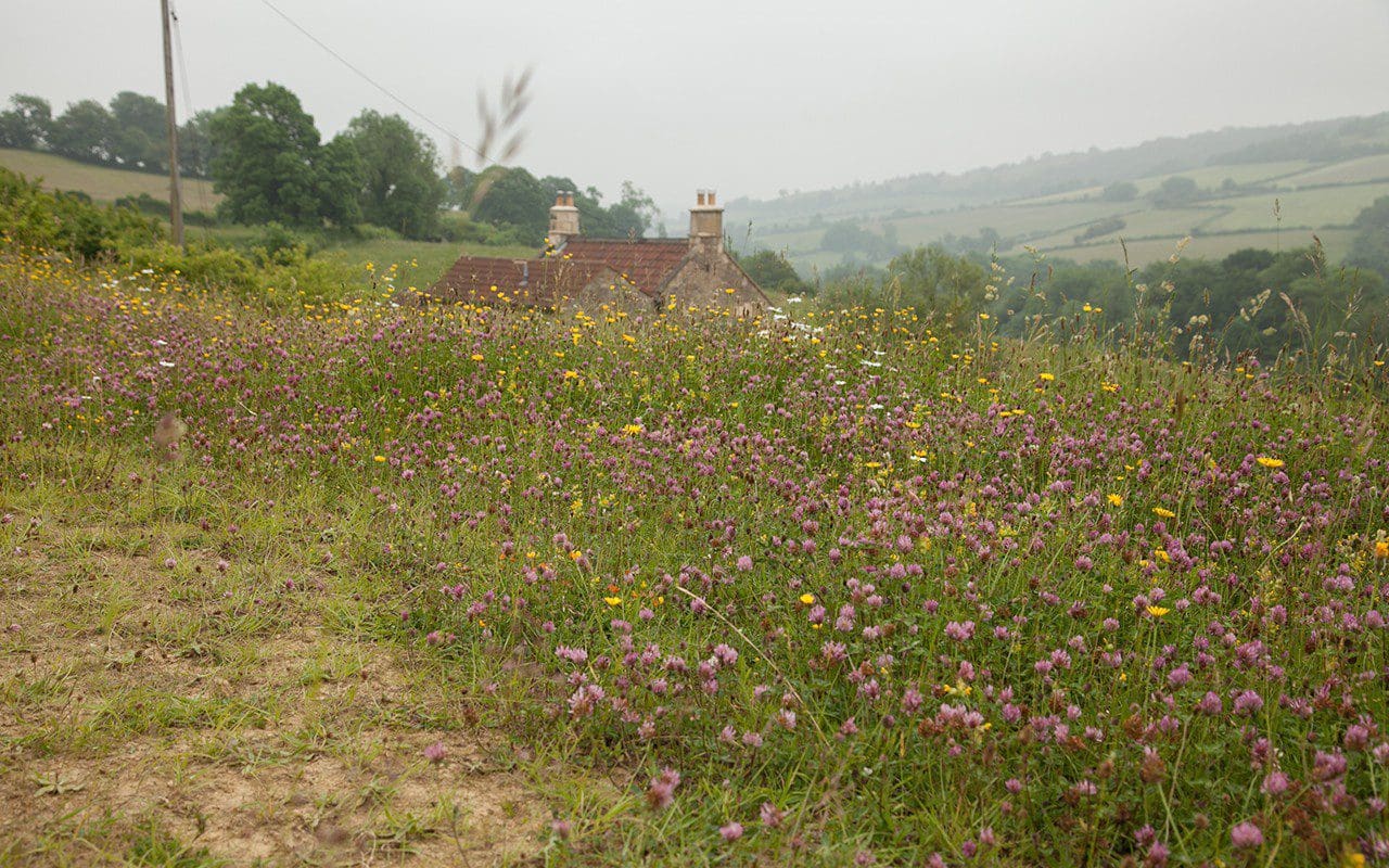 Oversown meadow mix after three years