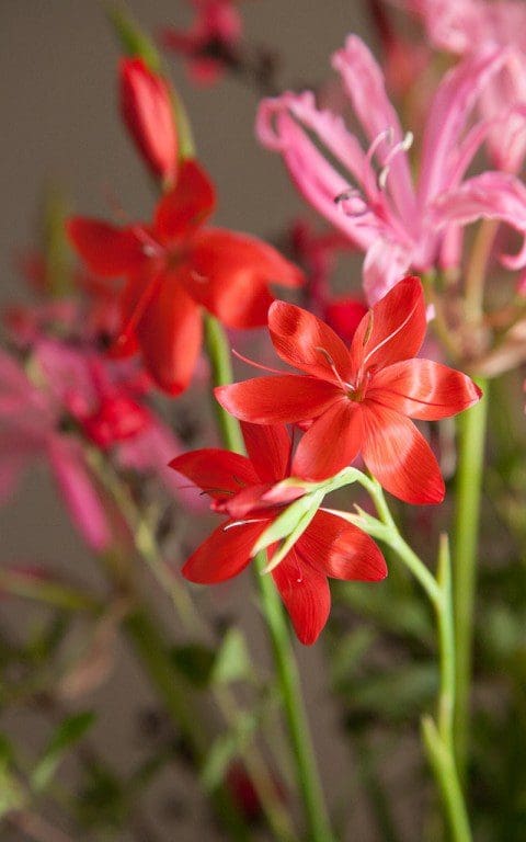 Schizostylis coccinea 'Major'