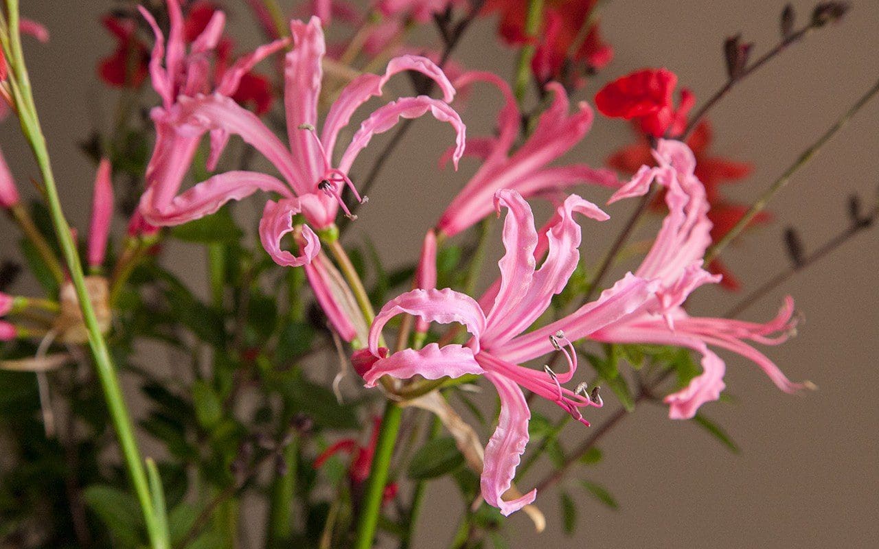 Nerine bowdenii