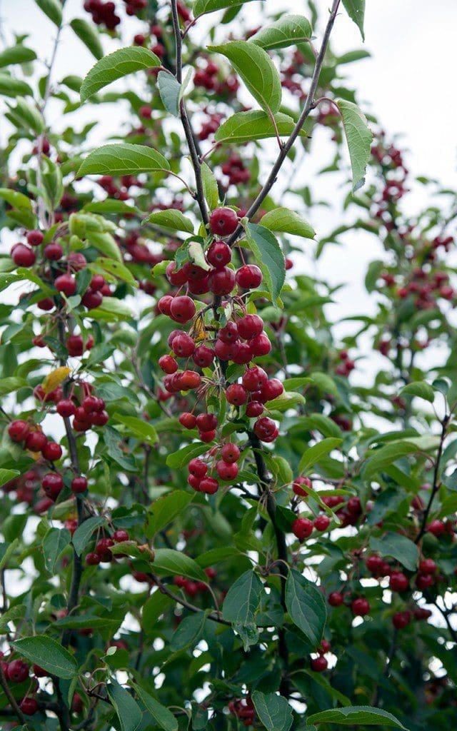 Crabapples - Malus hupehensis