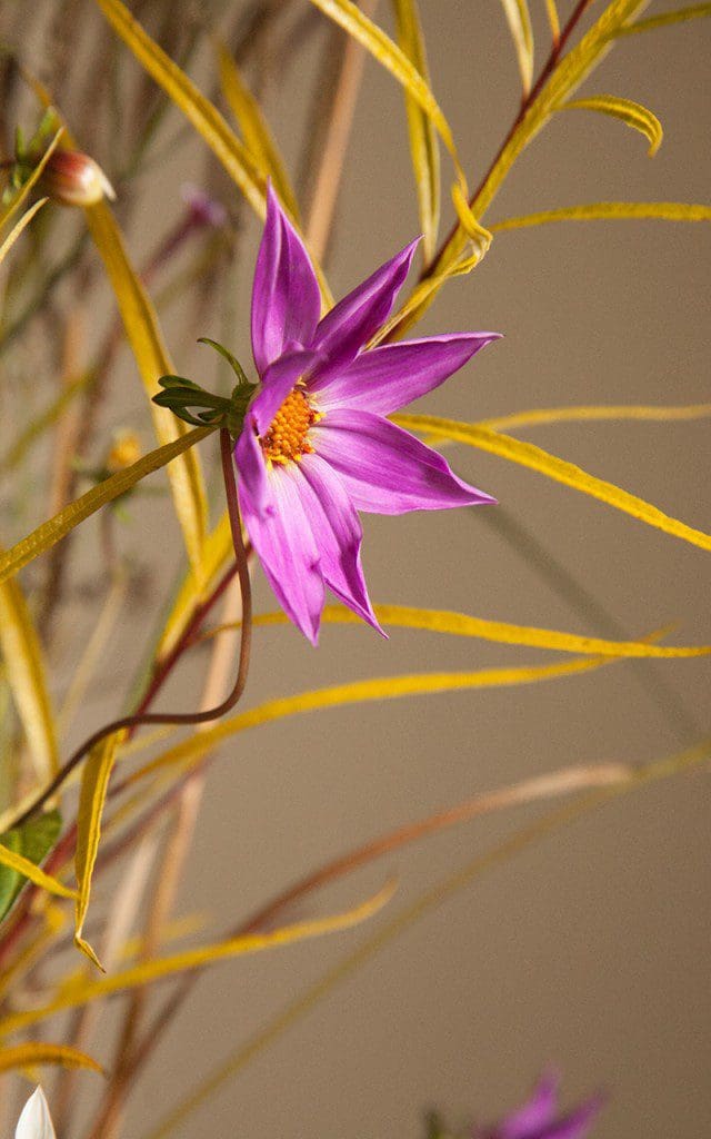 Dahlia australis