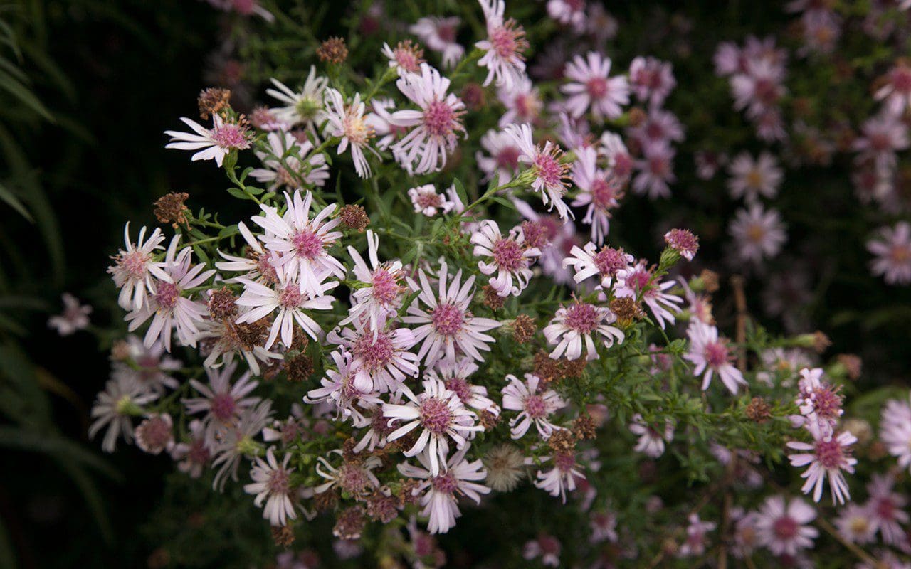 Aster 'Coombe Fishacre'