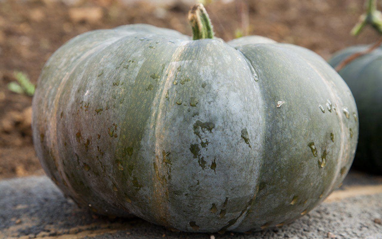 Pumpkin 'Musquee de Provence'