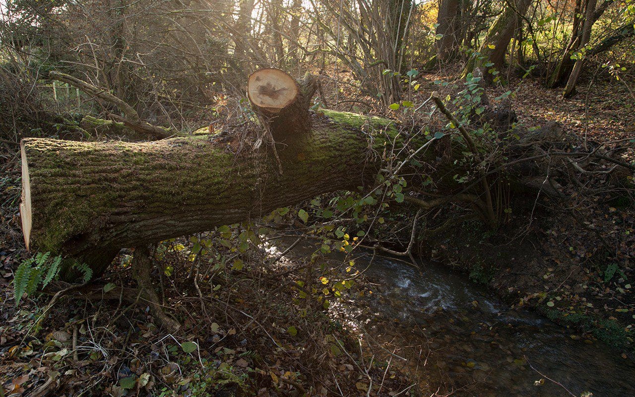 A fallen oak across the stream at Dan Pearson's Somerset property