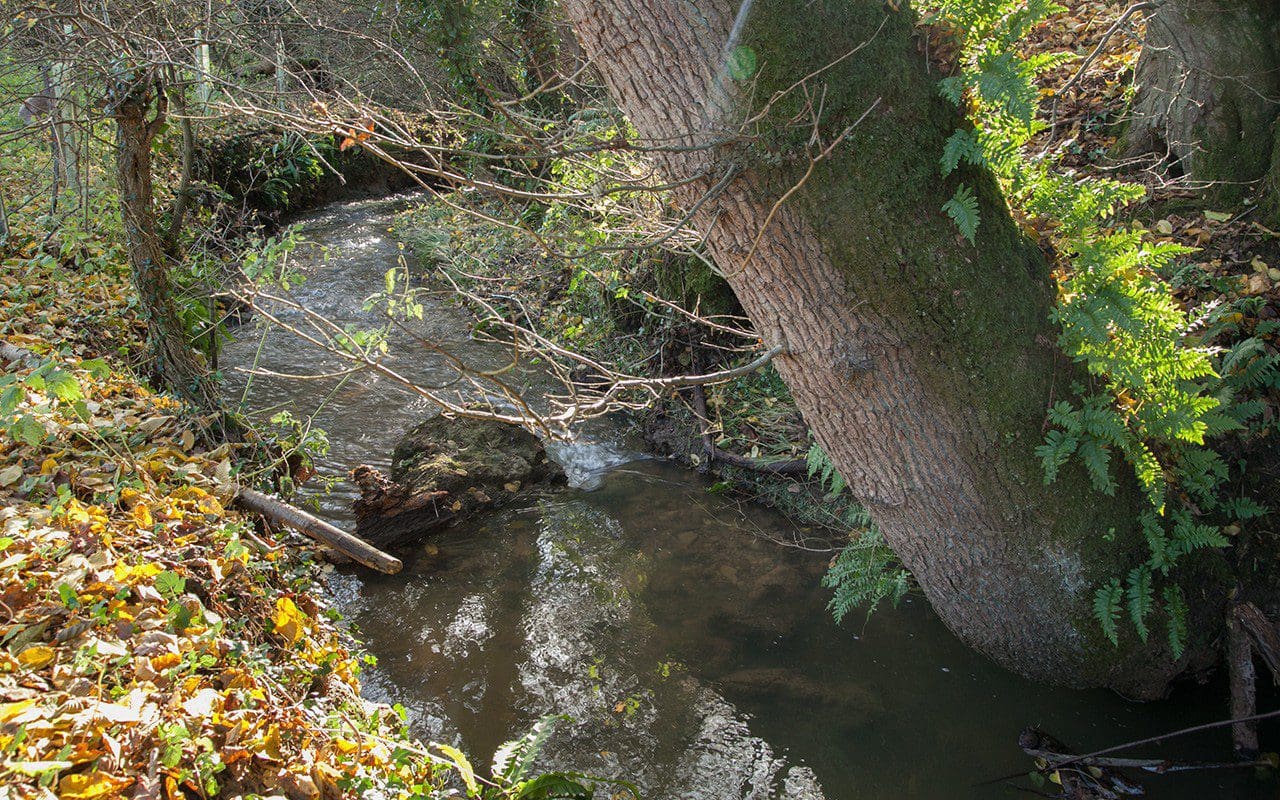 The trunk of a mature hornbeam on the stream edge at Dan Pearson's Somerset property