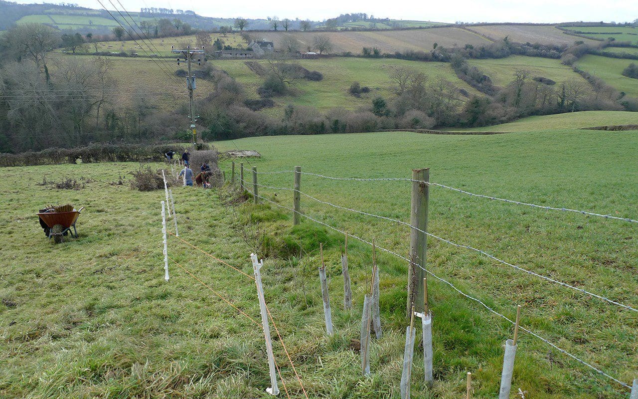 Hedging whips planted along the field boundary