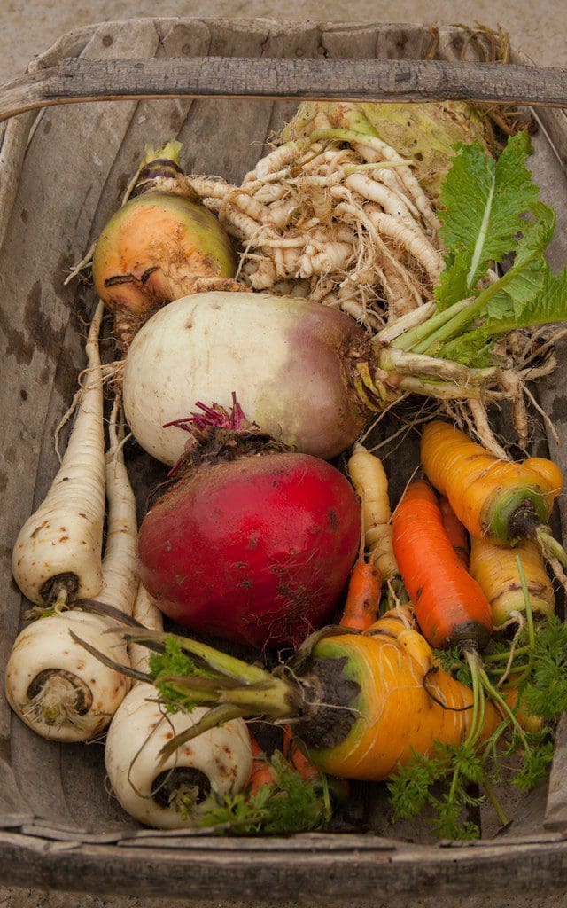Winter root vegetables - beetroot, parsnips, carrots, turnip swede and celeriac