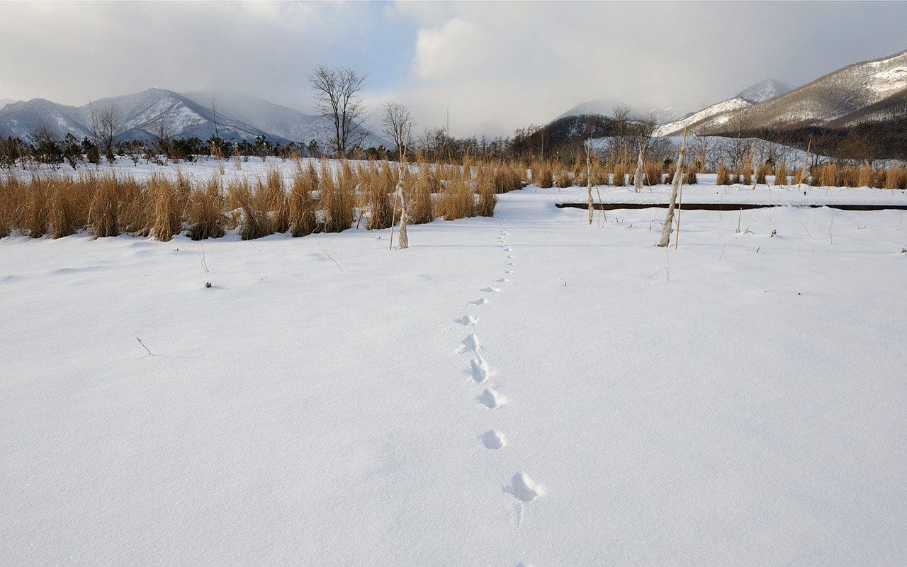 The Meadow Garden at the Tokachi Millennium Forest in Hokkaido designed by Dan Pearson
