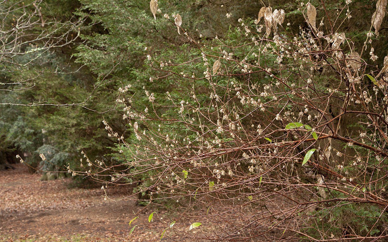 Chimonanthus praecox at Westonbirt Arboretum