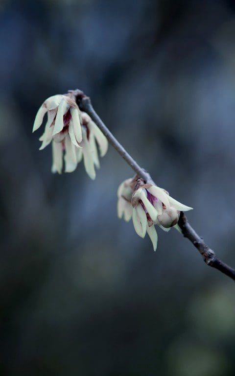 Chimonanthus praecox