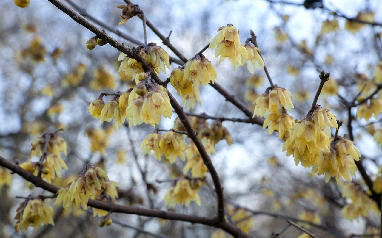 Chimonanthus praecox 'Luteus'