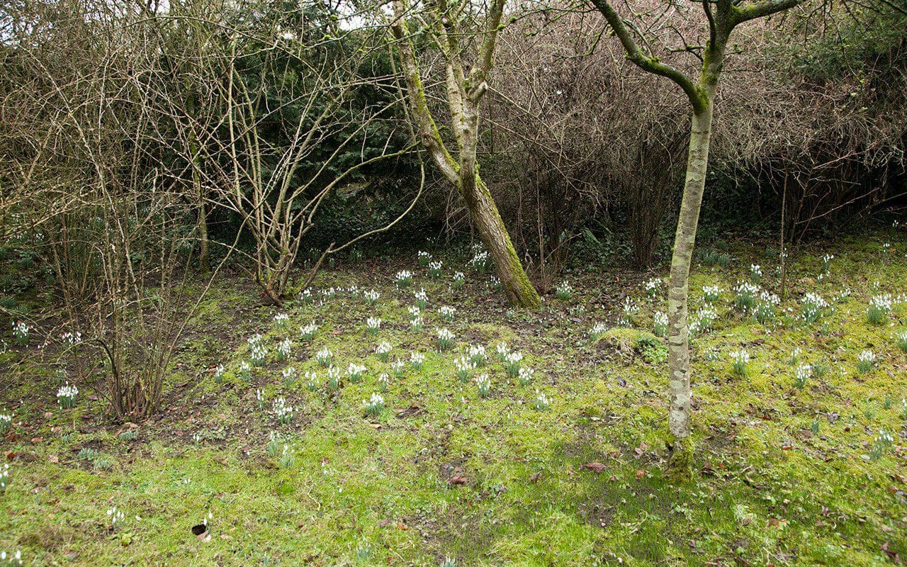 Snowdrops in Mary Keen's garden at Duntisbourne Rouse