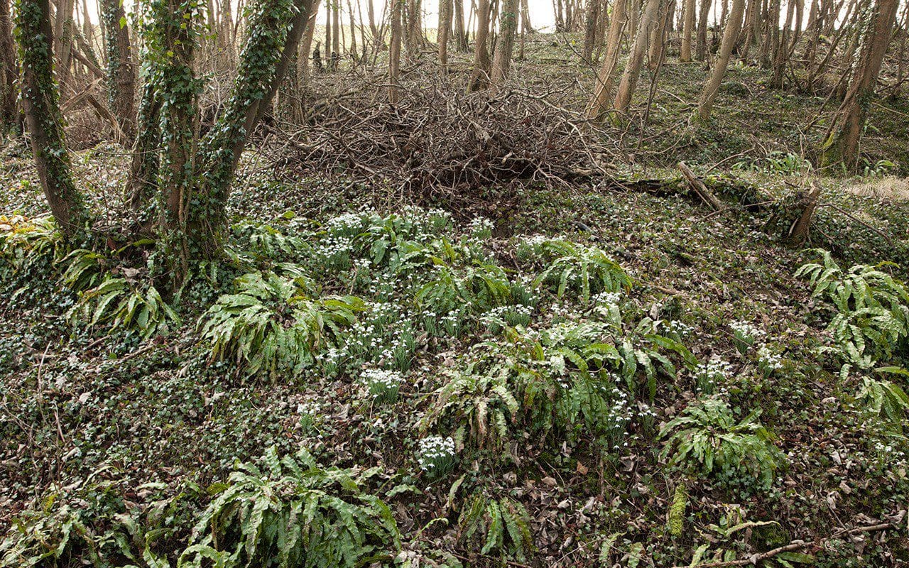 Naturalised snowdrops in a Somerset wood