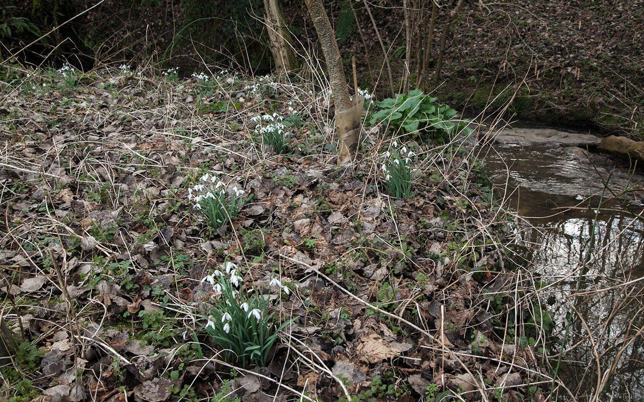 Snowdrops along the stream on Dan Pearson's Somerset property