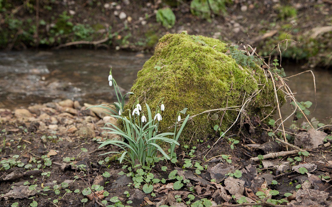 Snowdrops along the stream on Dan Pearson's Somerset property