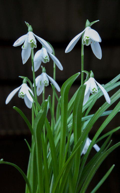 Galanthus 'Anglesey_Abbey'
