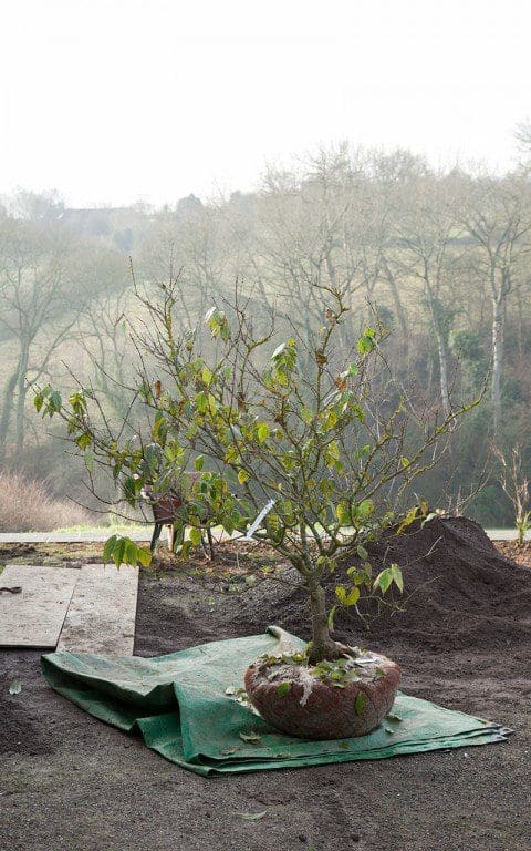 Chimonanthus praecox at Dan Pearson's Somerset home