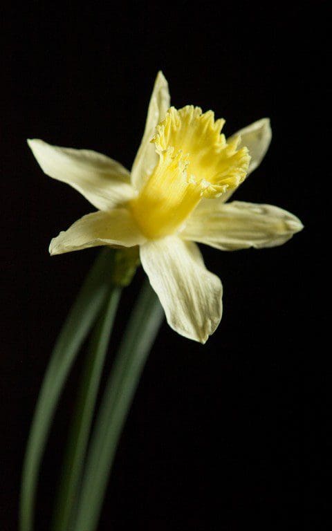 Narcissus pallidiflorus
