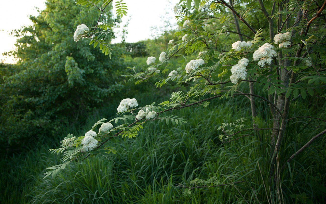 Rowan - Sorbus aucuparia