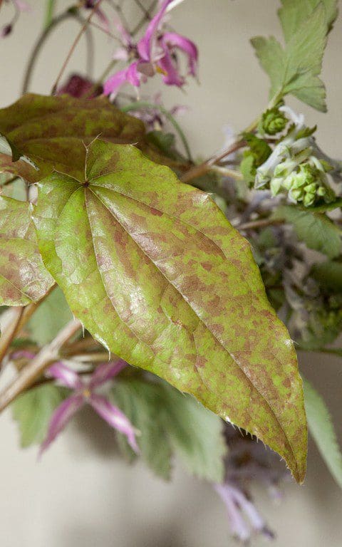Epimedium leptorrhizum 'Mariko' foliage