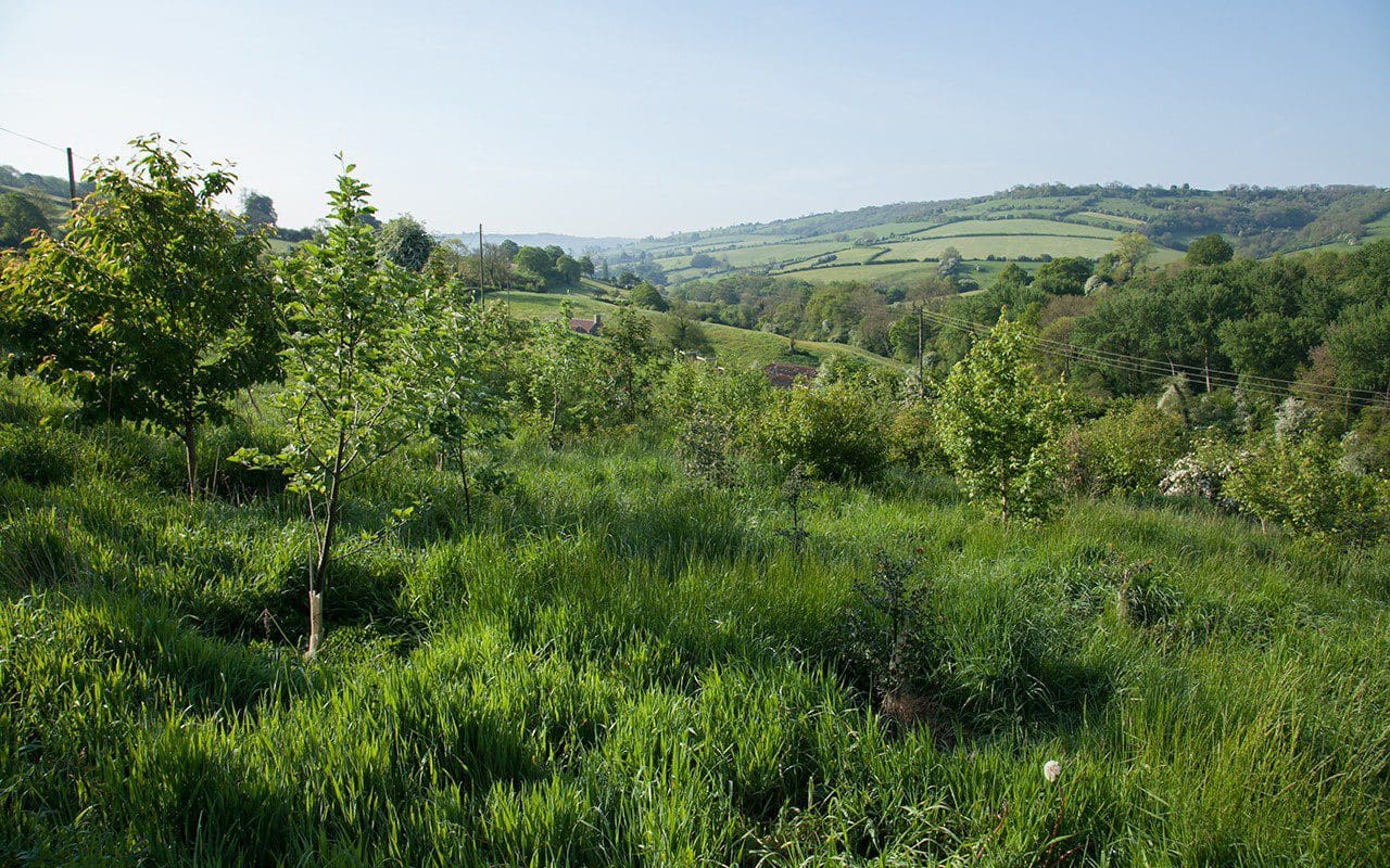 Dan Pearson's Blossom Wood in 2014