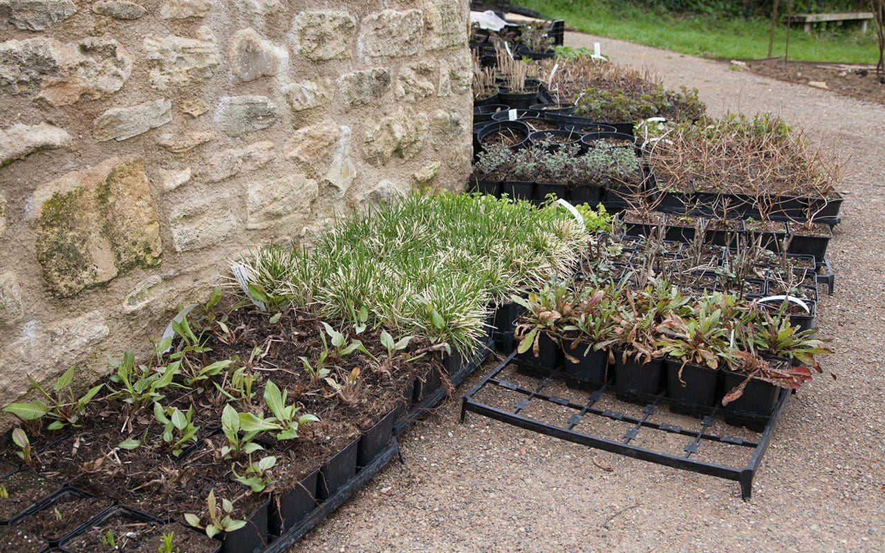 Plants for Dan Pearson's new garden in Somerset