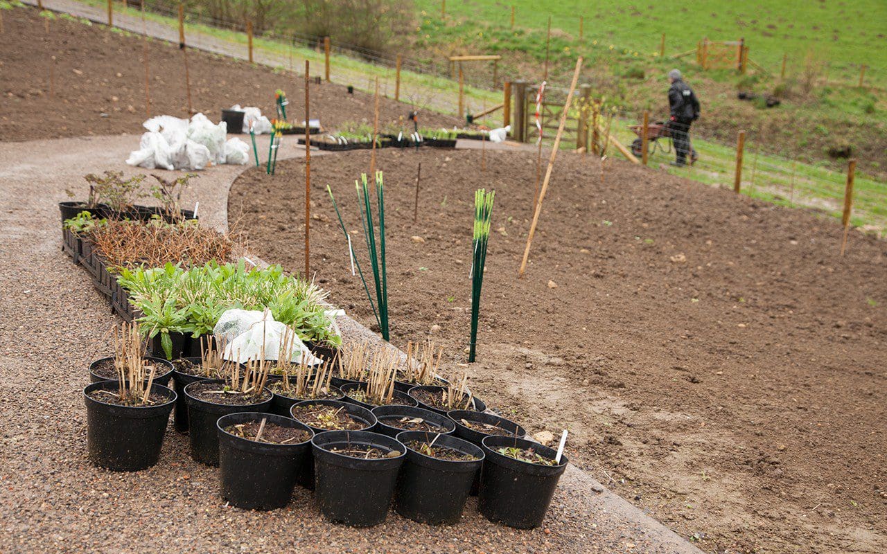 Plants for Dan Pearson's new garden in Somerset
